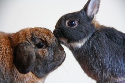 Alt om Info, og viden om kaniner - mere at vide!